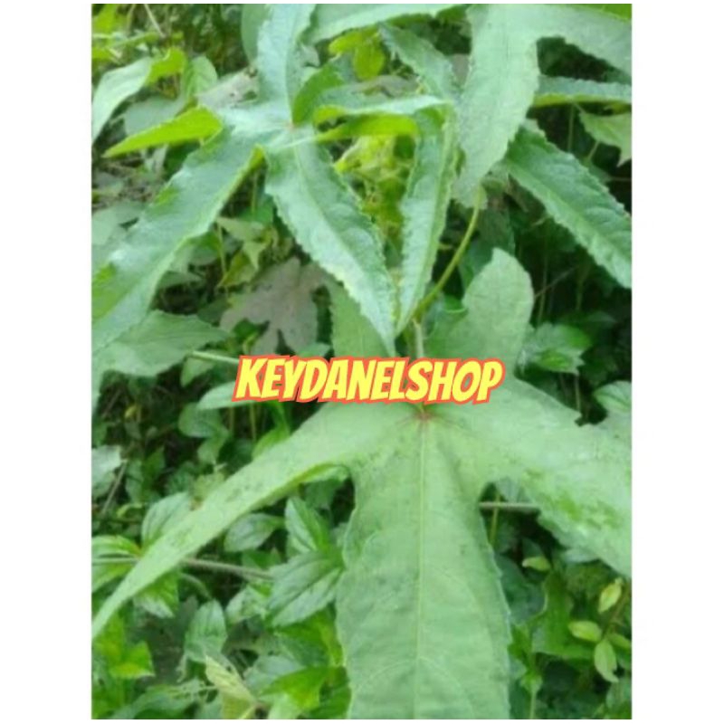 

Daun kapasan segar atau daun gandapura 250 gram petik langsung