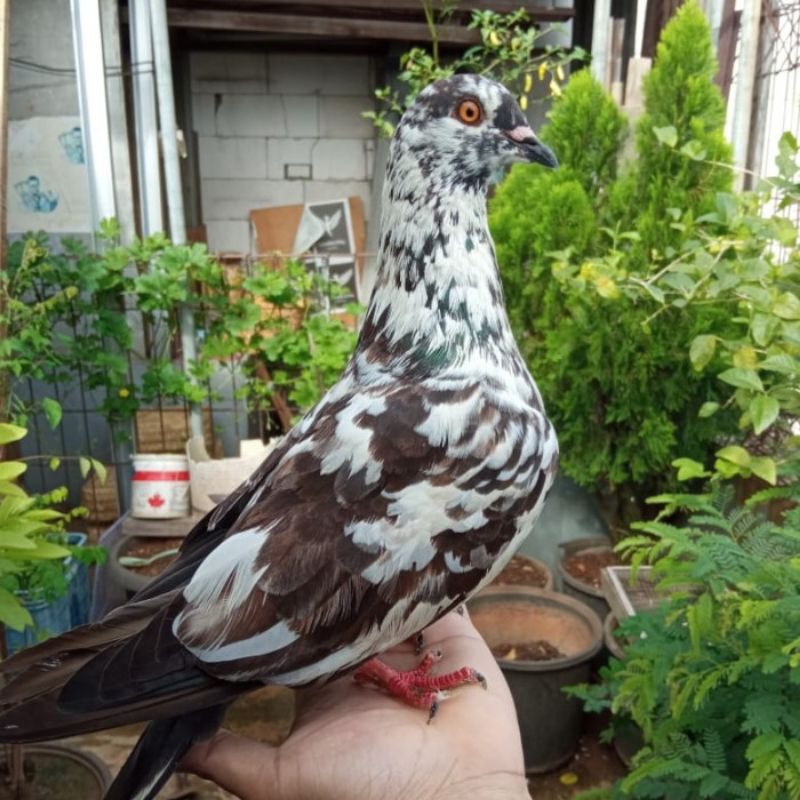 burung merpati blorok betina