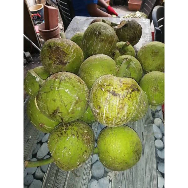 

SUKUN MENTEGA SUPER BESAR 1KG