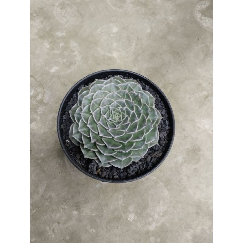 grapto petalum belum