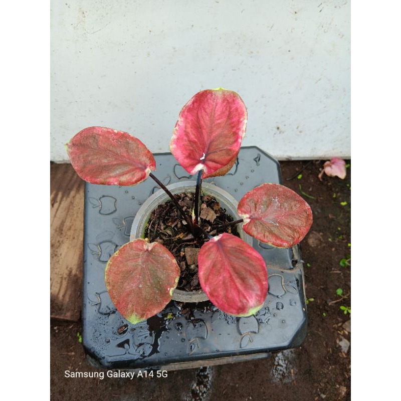 Tanaman Hias Keladi/Bunga Hias Hidup/Tanaman Outdoor