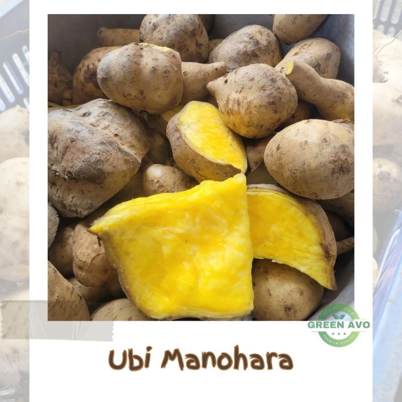 

UBI TELO MANOHARA KUNING 1KG