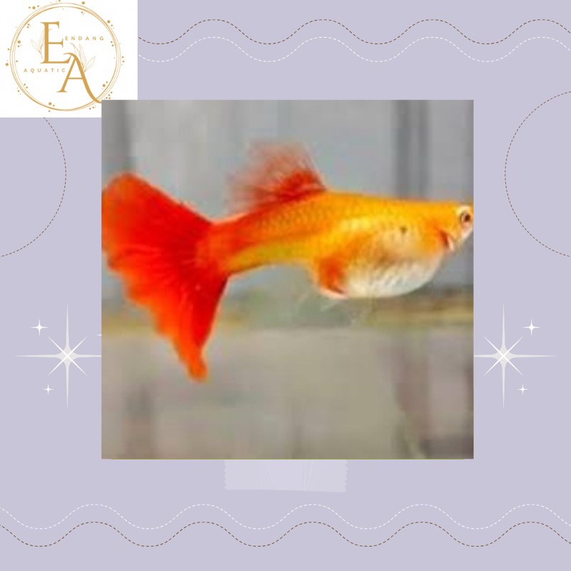 replika guppy betina albino full red siap brol