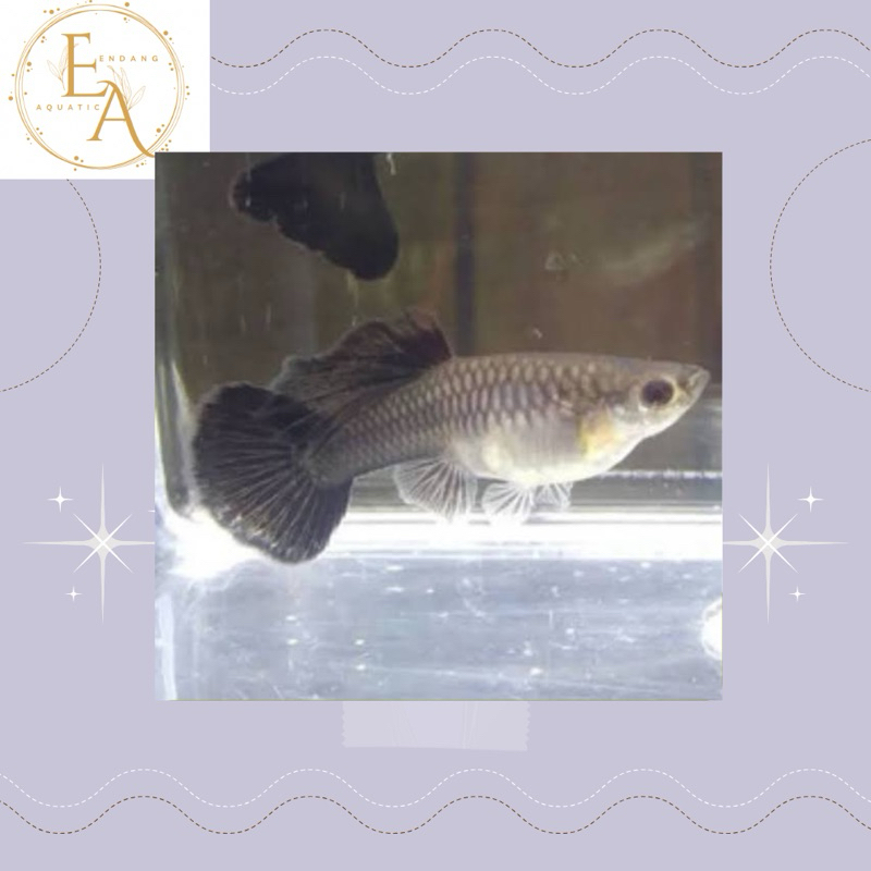 replika betina guppy black moscow full telur