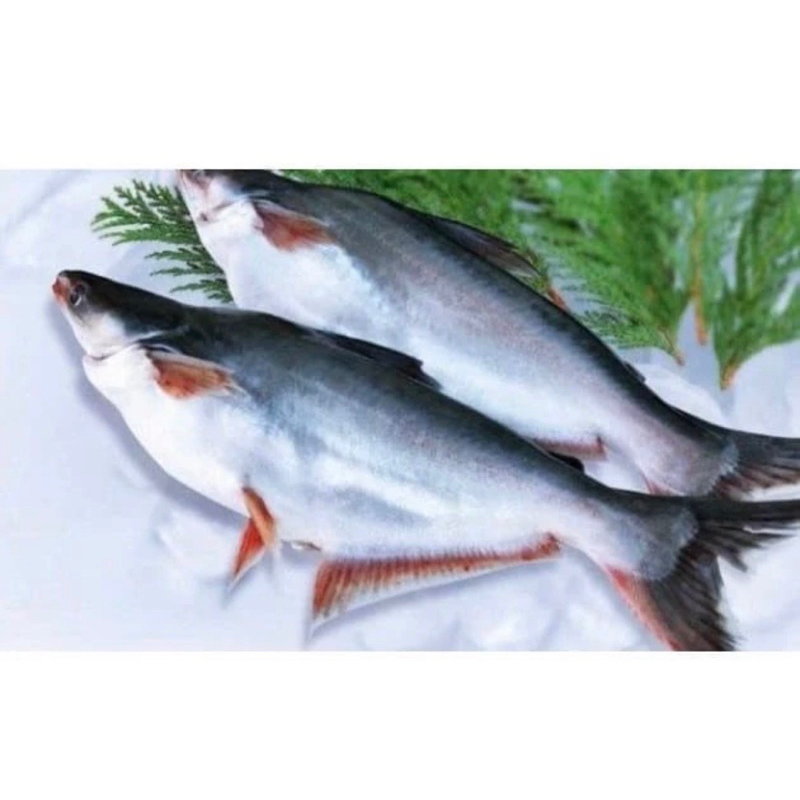 

Ikan Patin Fresh 500gr