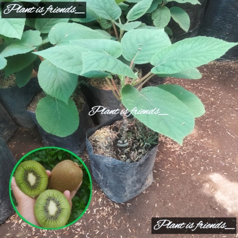 BIBIT BUAH KIWI TANAMAN BUAH KIWI