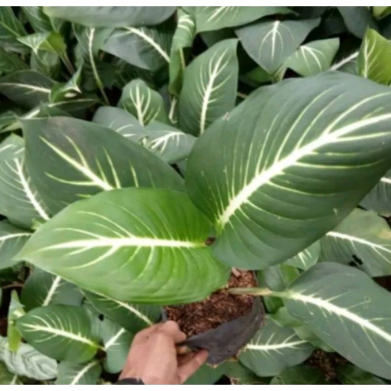 Tanaman Diven Gurita / Diven neon tanaman hias diven