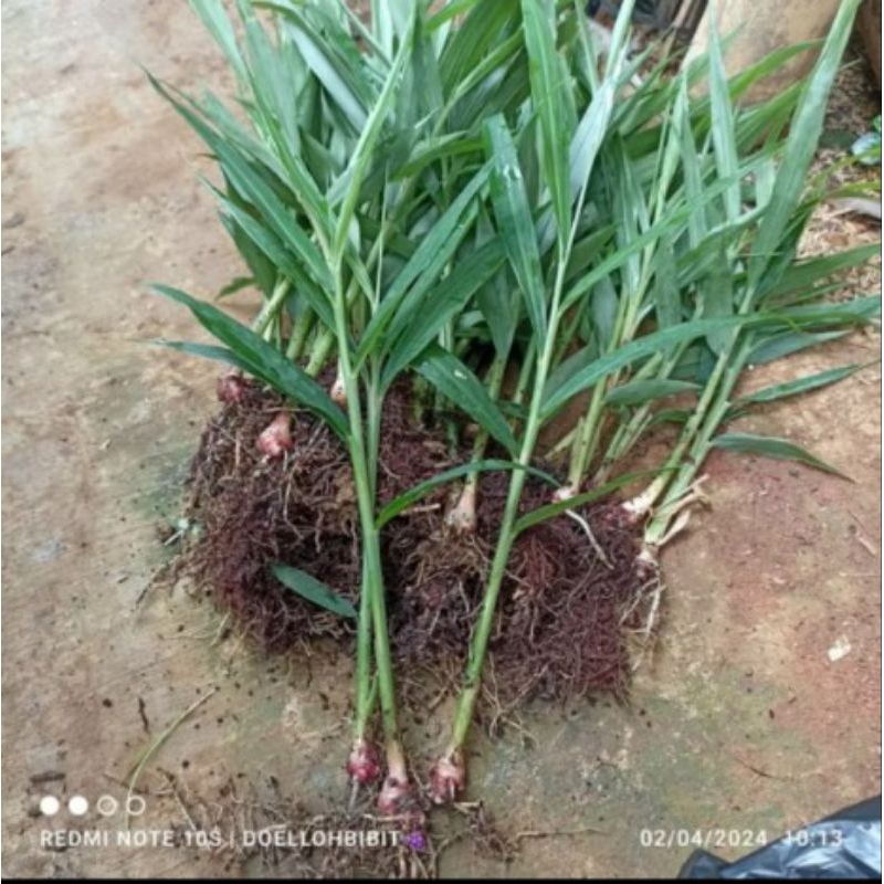 bibit jahe merah siap tanam