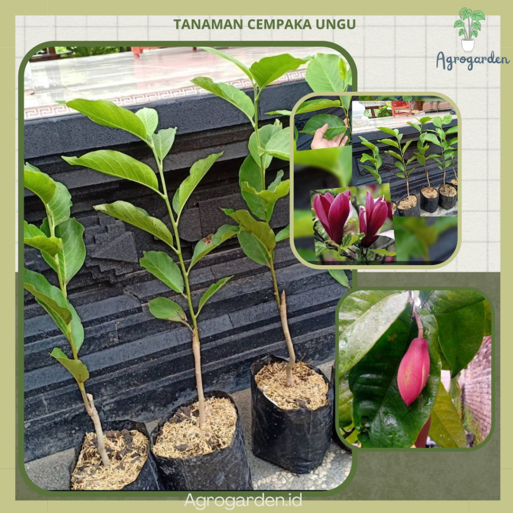 Tanaman Bunga Cempaka Ungu/ Purple Magnolia Flowers Magnolia liliafora - tanaman wangi bunga cempaka