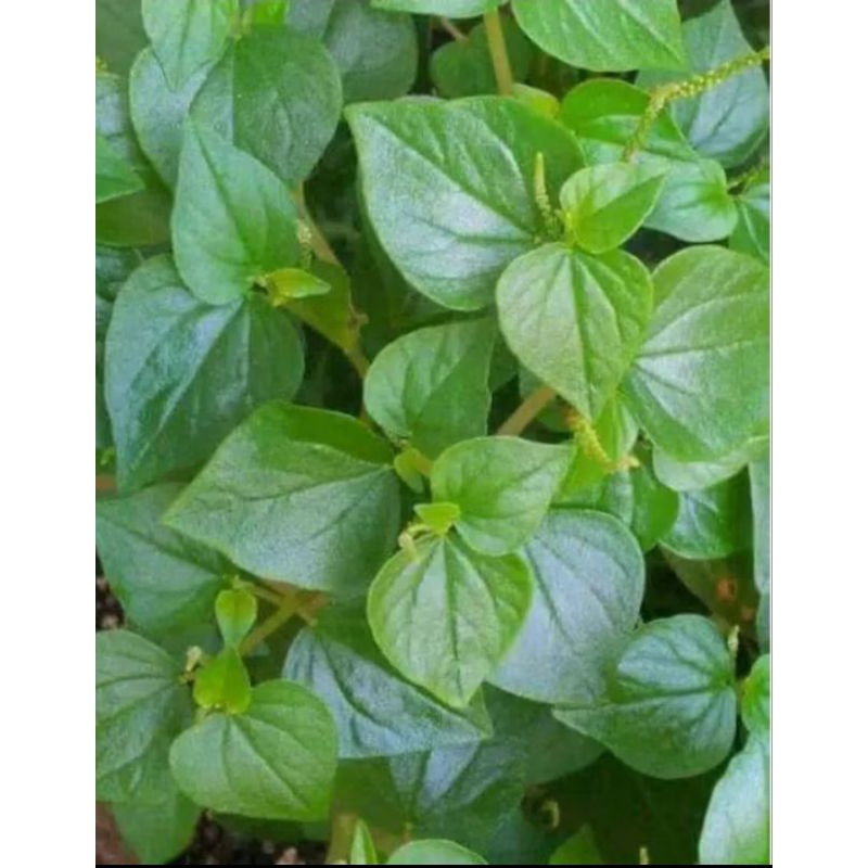 

PEPEROMIA PELLUCIDA 500 gram DAUN SIRIH CINA SEGAR / KETUMPANG AIR SEGAR