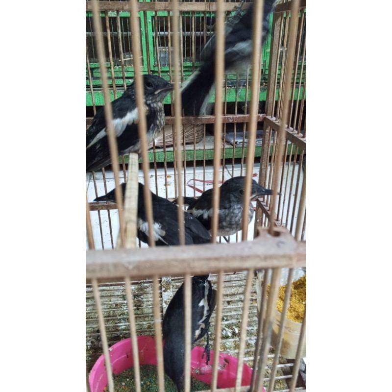 burung Kacer anakan mandiri dada putih