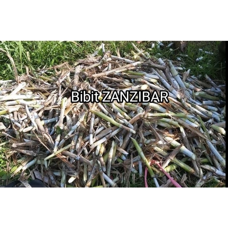 bibit rumput ZANZIBAR isi 200 bibit