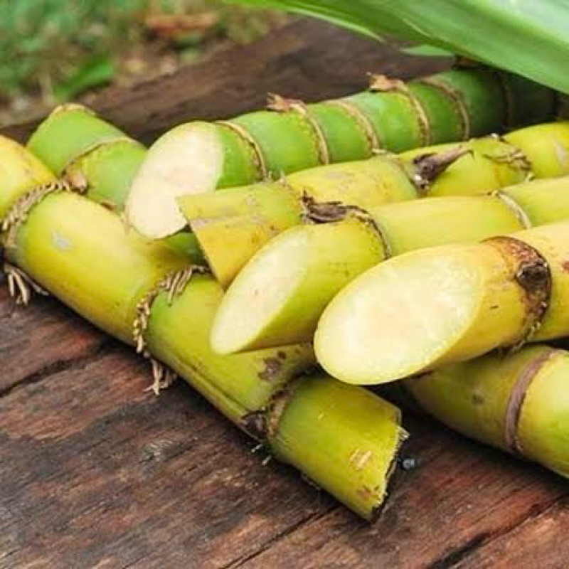 

minuman sari tebu original 1.5L asli solo