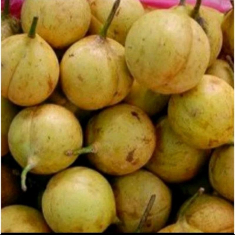 

buah pala gelondongan segar 1 kg