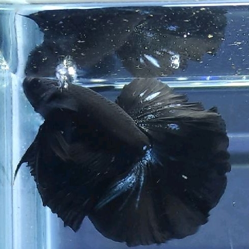 ikan cupang halfmoon black varian