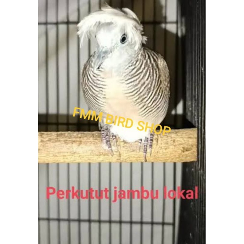 RST PERKUTUT JAMBUL LOKAL ALAM katuranggan SONGGO RATU