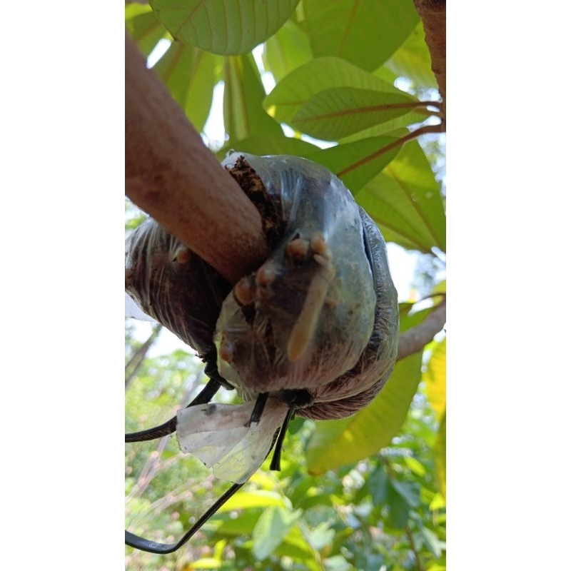 mamey Sapote kiewest ( potong cangkok)