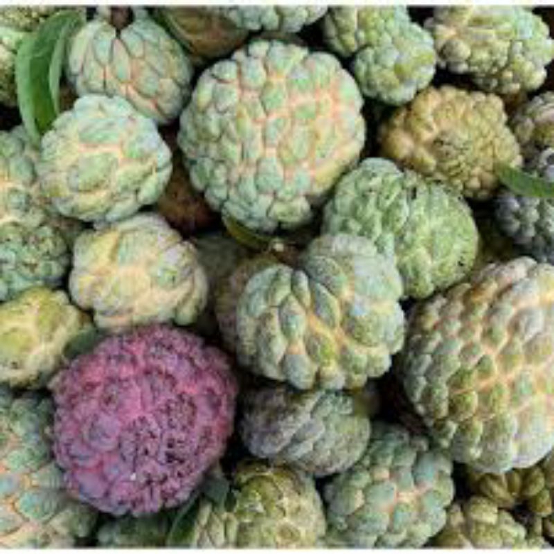 

Buah srikaya perkilo - 1kilo