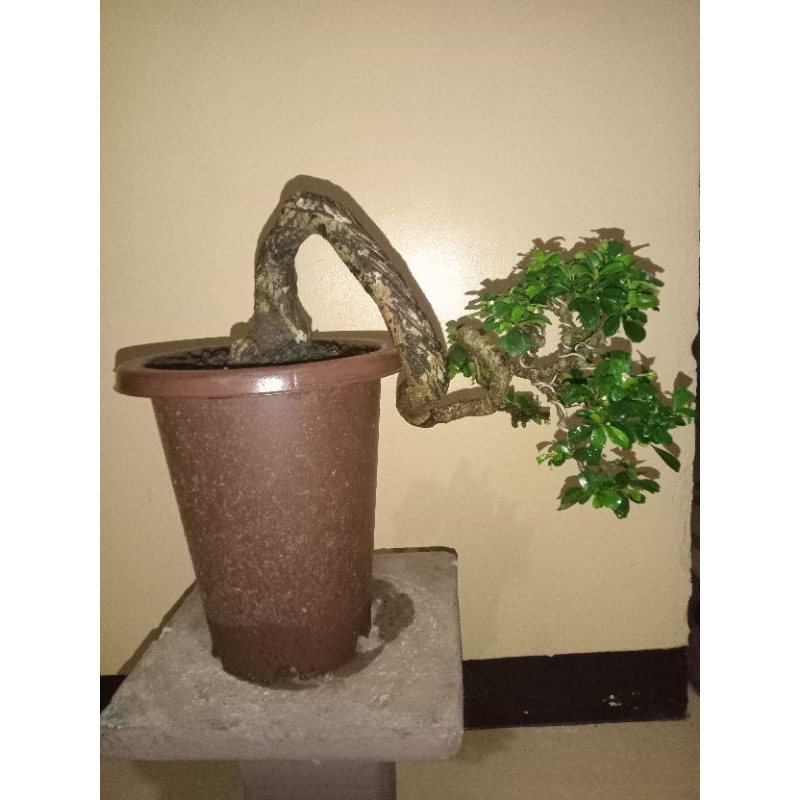 bonsai hokianti vs Anput