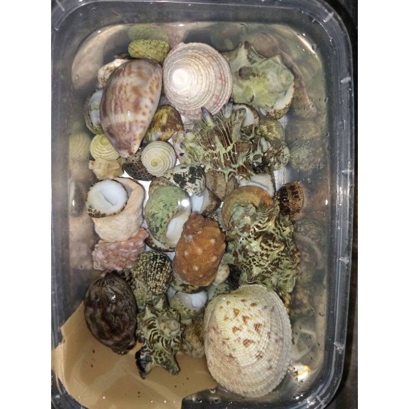 CANGKANG KERANG SEAFOOD LAUT | KELOMANG | KERANG | HIASAN AQUARIUM