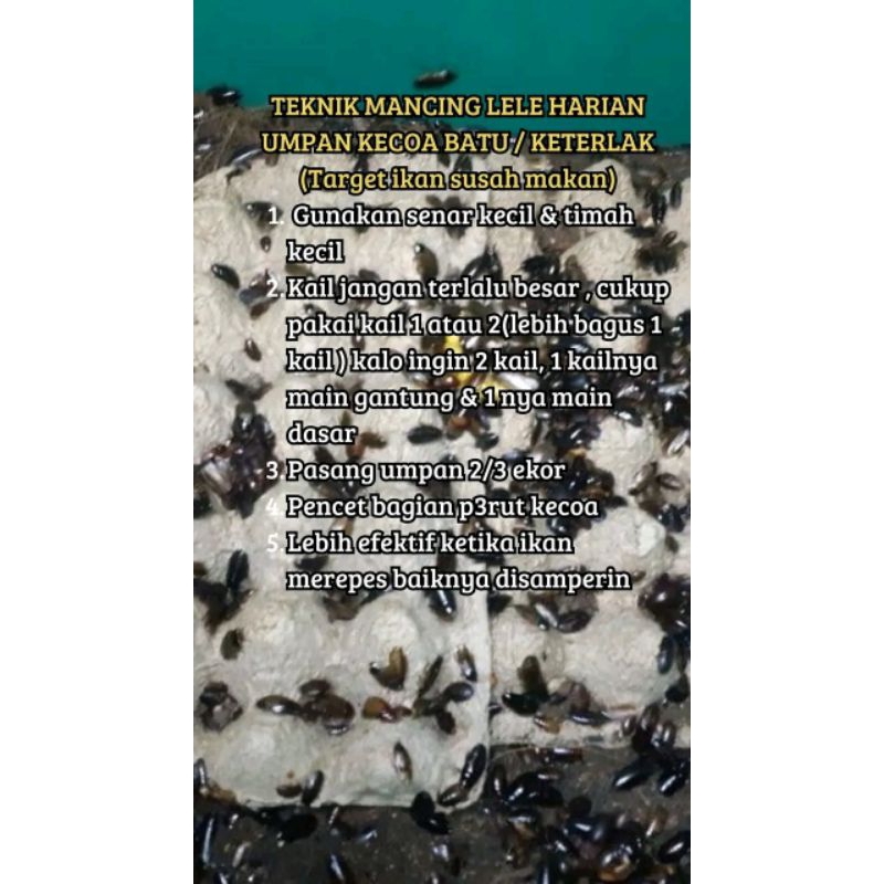 isi 50 lebih kecoa batu /cere menje fresh sortiran terbaik  promoo isi banyak