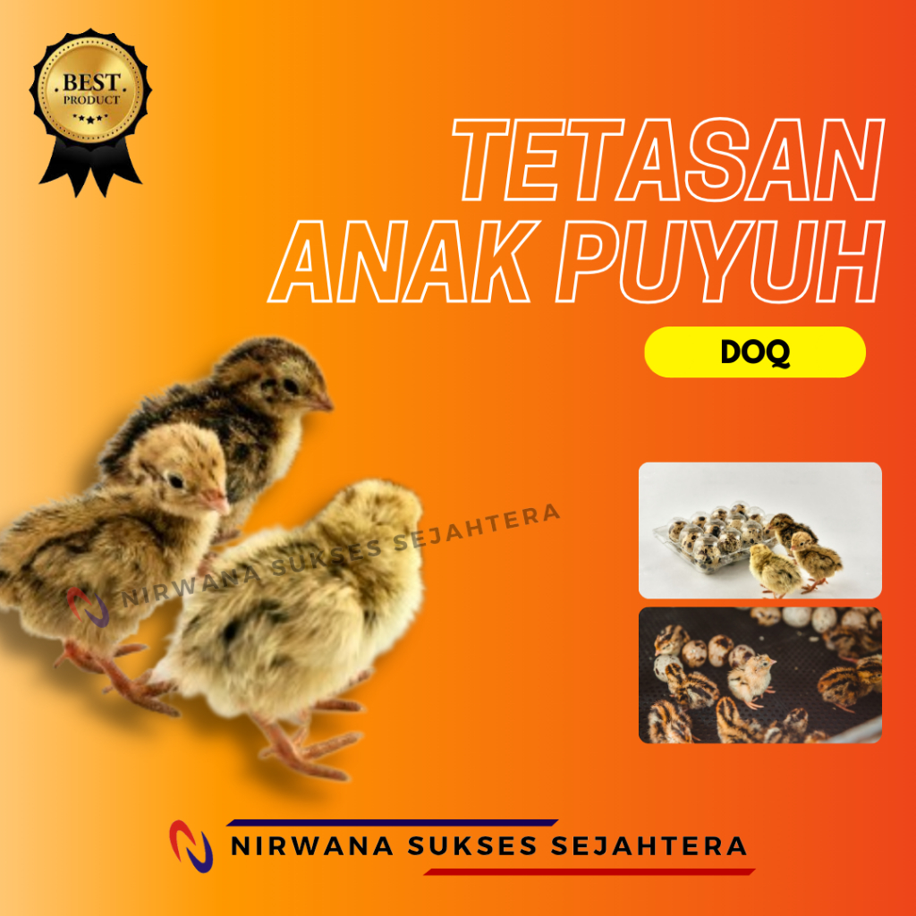 

TETASAN ANAK PUYUH / DOQ (DAY ONE QUAIL)