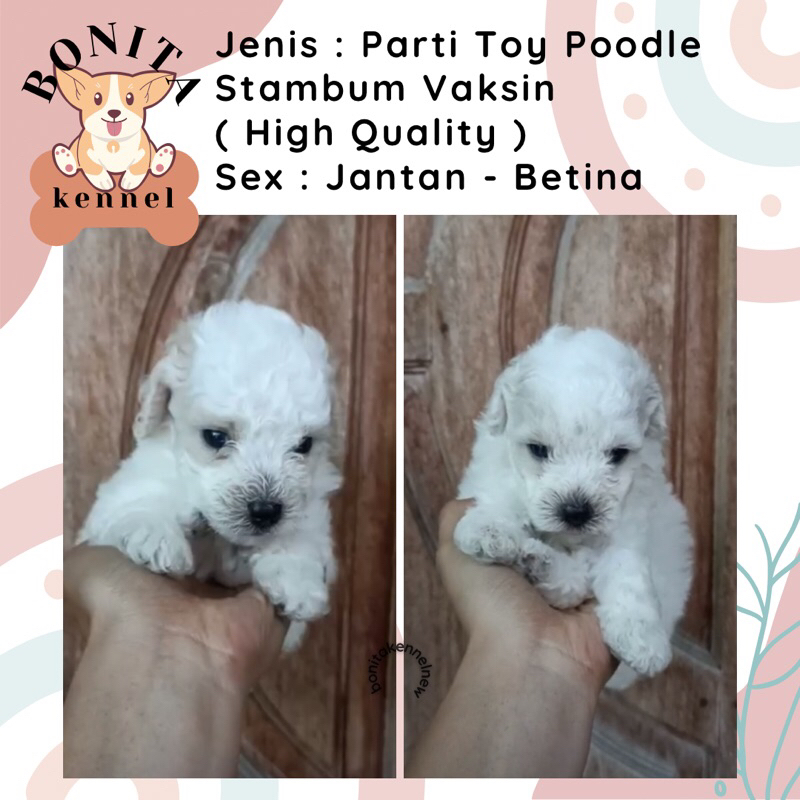 Particolor White Toy Tiny Poodle Stambum Jantan Betina Anak Anjing Poodle Silver