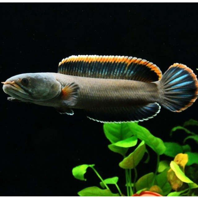 

Acriflafin