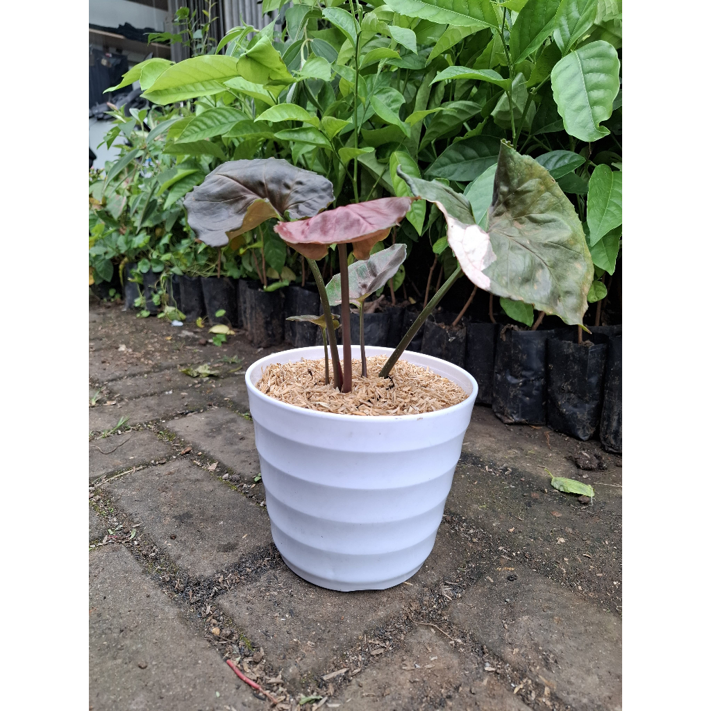 Bibit tanaman Syngonium Strawberry ice / Bibit pohon Syngonium Strawberry ice / Pohon Syngonium Stra
