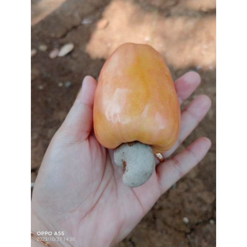 

kacang Mede asli WONOGIRI 1kg