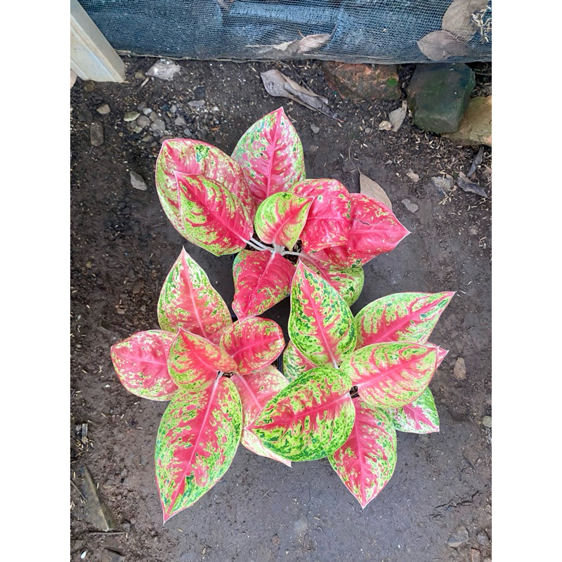 Aglonema mahasety lokal