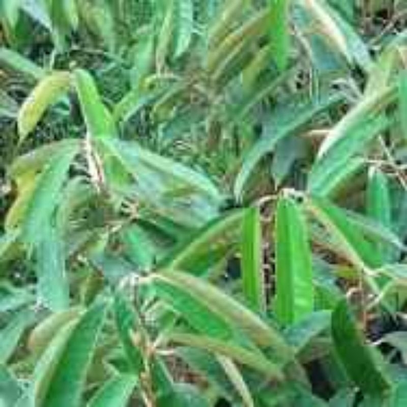 

daun durian segar /1kg