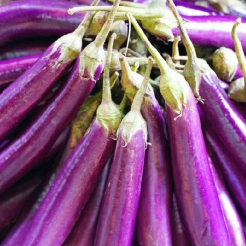 

TERONG UNGU Super fresh 1 Kg