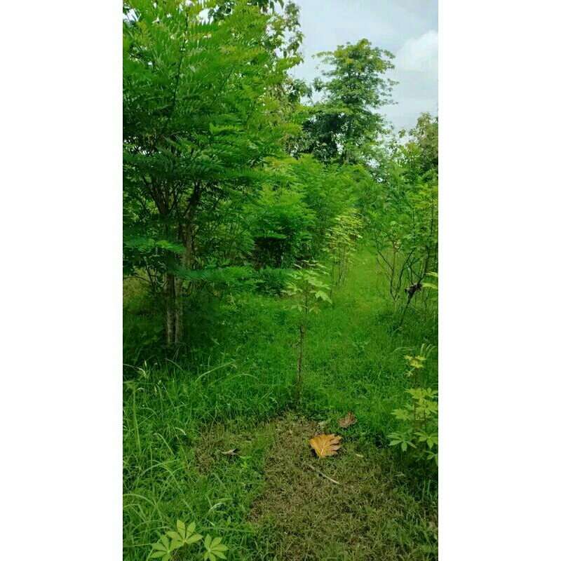 stek indigofera pakan ternak