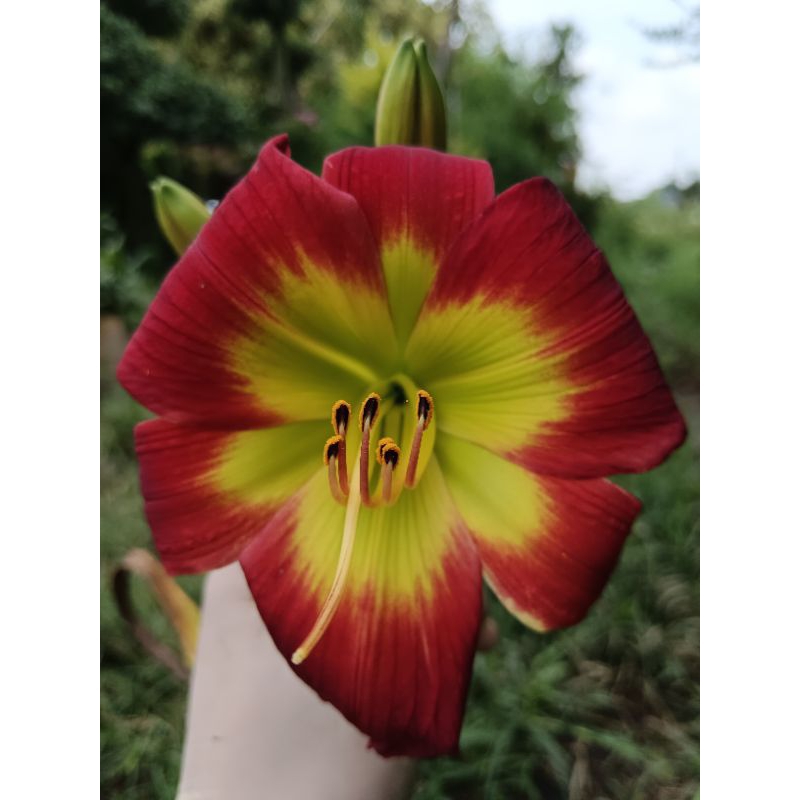 BAKUNG HEMEROCALIS / BAKUNG AMARILIS / BUNGA DAYLILY MERAH KUNING