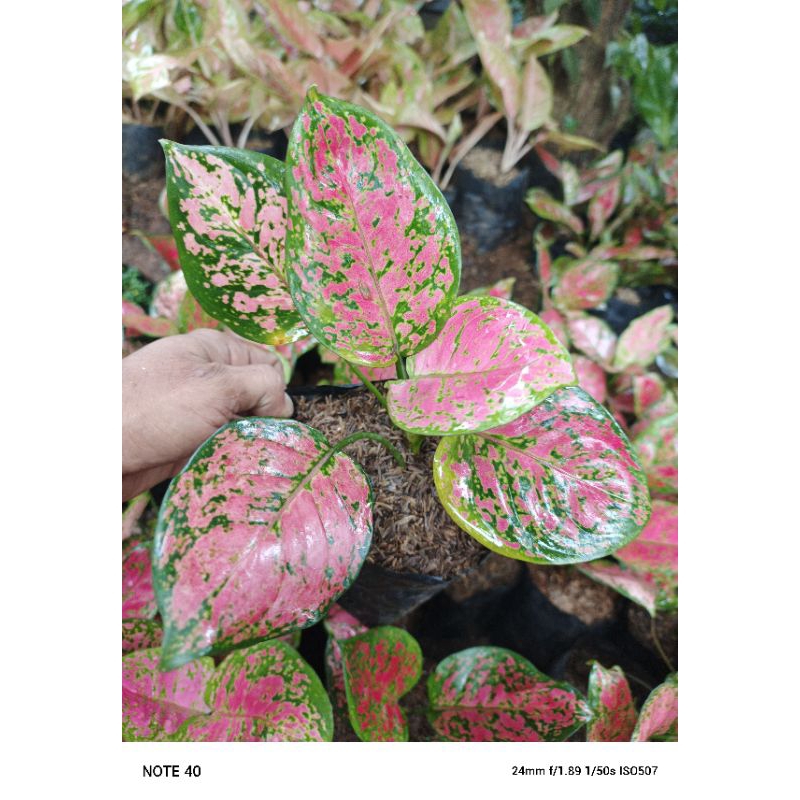 tanaman hias aglonema red dut anjamani remaja