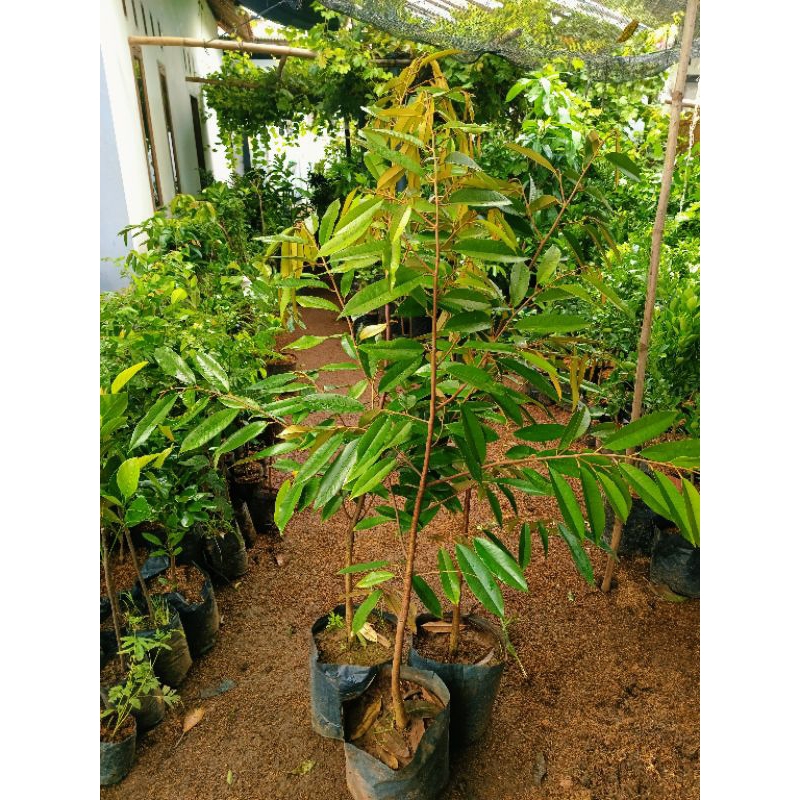 BIBIT DURIAN JENIS MUSANGKING, DURI HITAM, BAWOR PENGIRIMAN FULL MEDIA PACKING KAYU