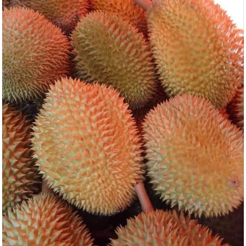 

DUREN KASEMEN || DUREN LEGIT || DUREN PREMIUM || DUREN ASLI PASURUAN