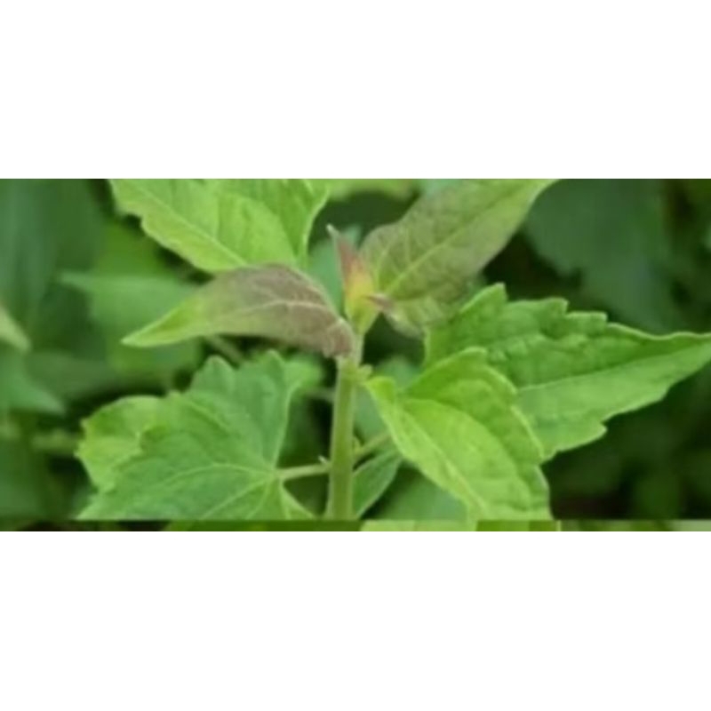 

jual daun badot kacida balakacida reger herbal /120 leembar