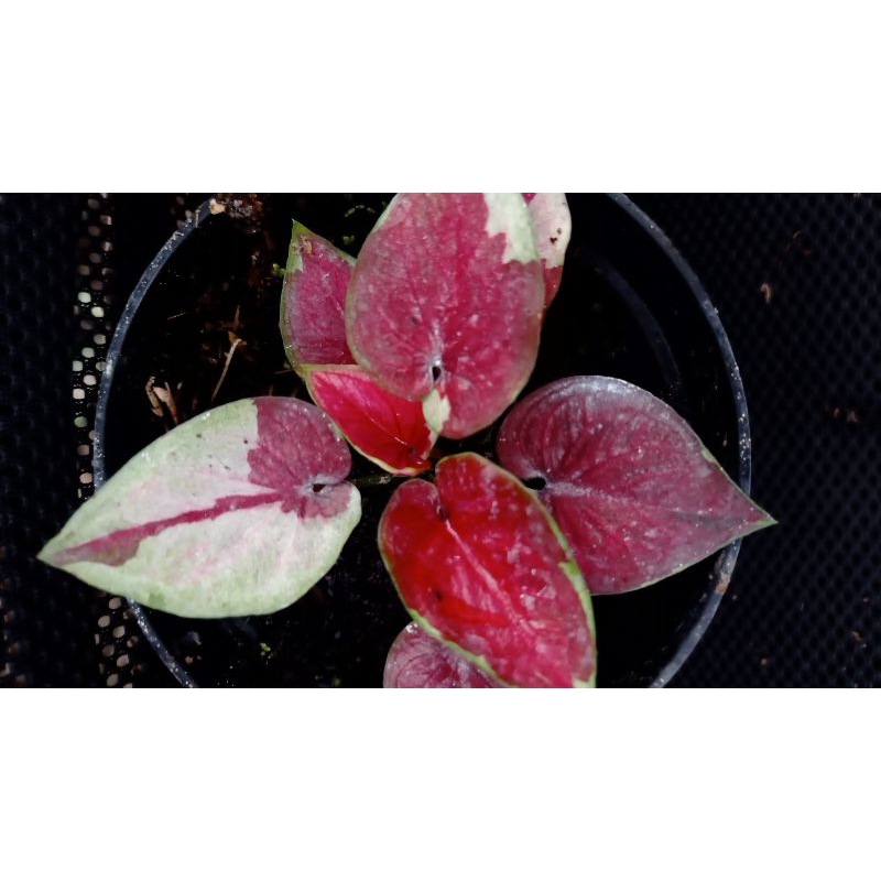 tanaman hias caladium dwi warna