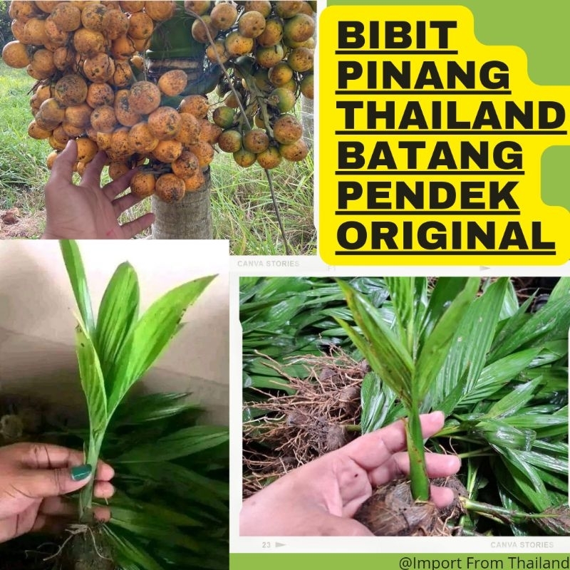 Bibit Pinang Thailand Pendek Impor From Thailand Original
