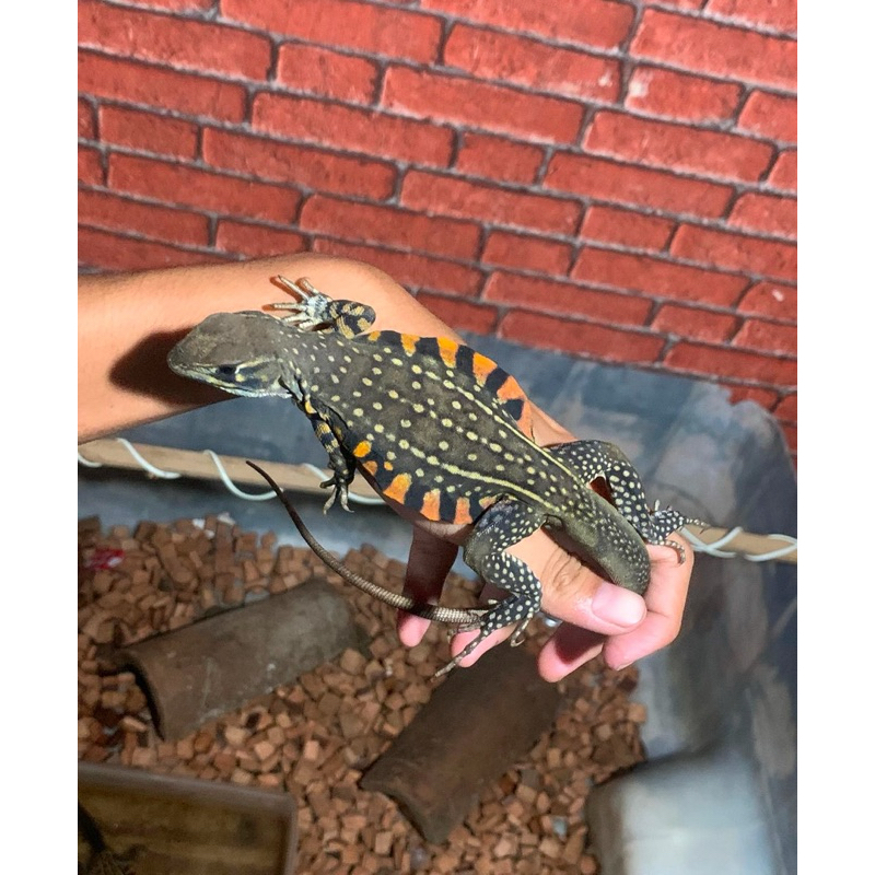 Butterfly Agama Lizard//Kadal Hias Unik//Kadal Gurun