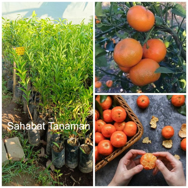 Bibit Jeruk Santang Madu Okulasi Valid