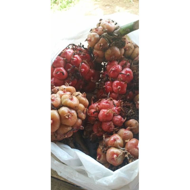 

asam cekala/ buah kecombrang 1 kg