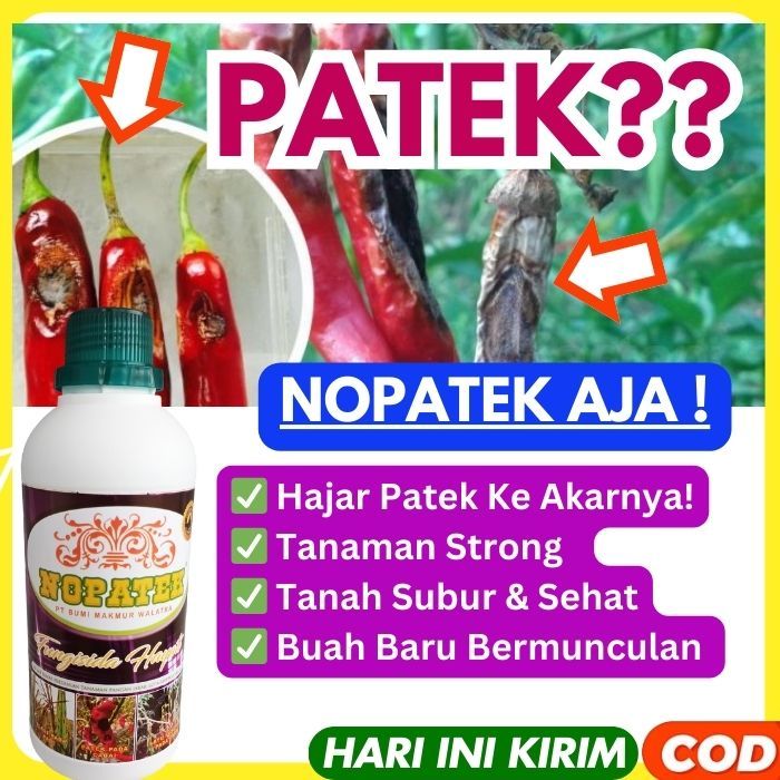Obat patek cabe TERBAIK | NOPATEK 500 ml organik ampuh | CEGAH antraknosa, busuk akar, daun, dan bua