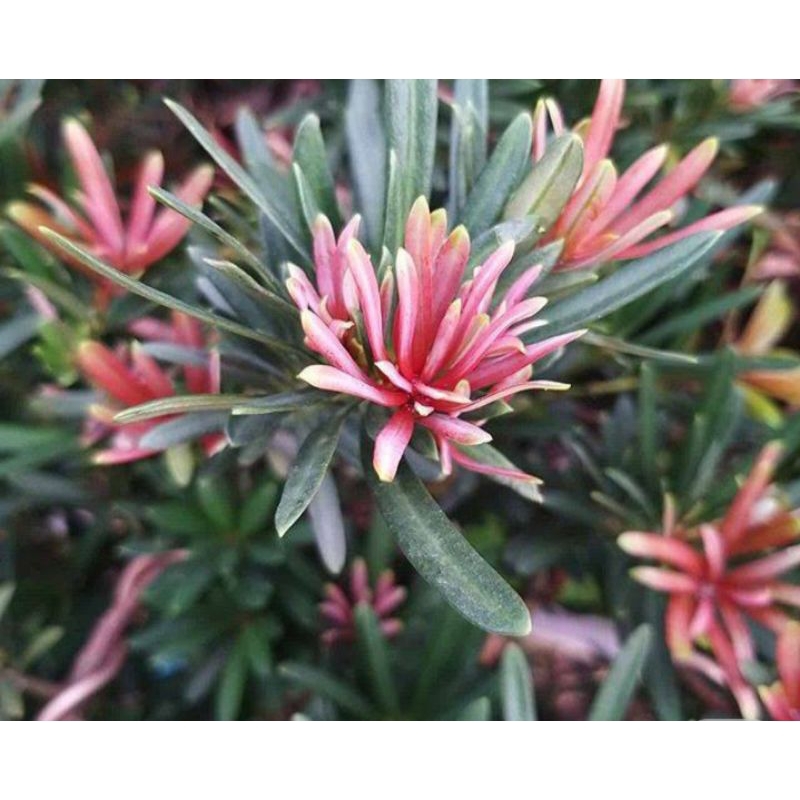 Entres lohansung pucuk merah (Red Budhis) ori