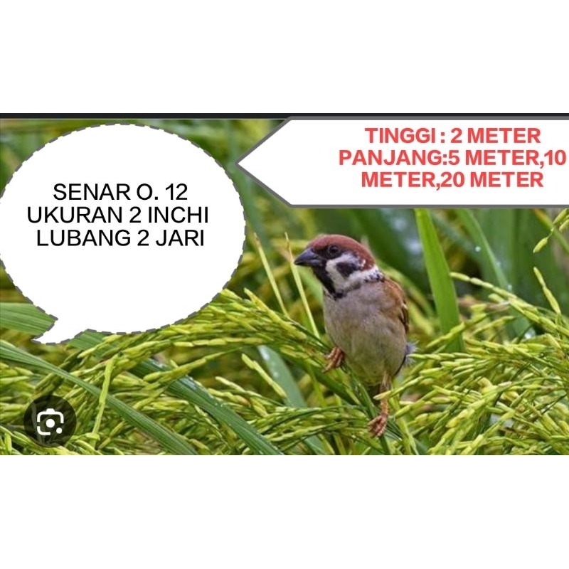 Jaring burung pipit emprit, jaring sawah, jaring burung kecil perangkap burung panjang 20 meter ting