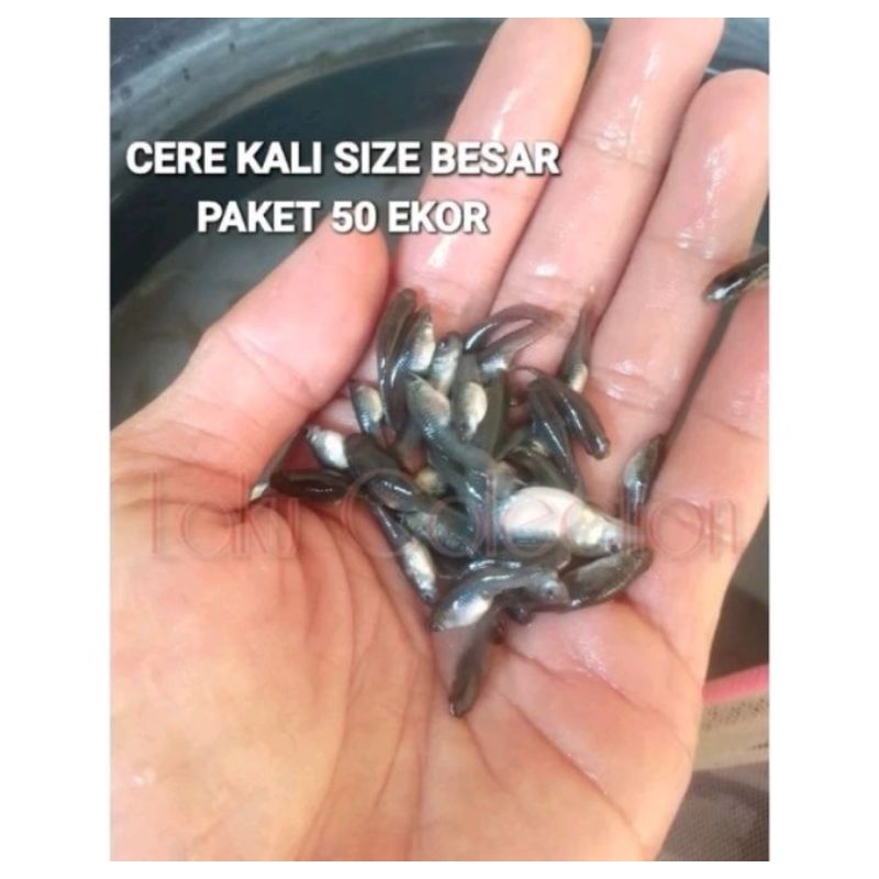 Cere Kali Ukuran Besar Pakan Ikan Predator Pbas Louhan Channa