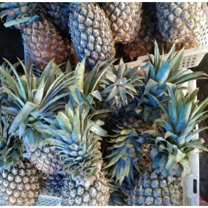

nanas muda perpcs