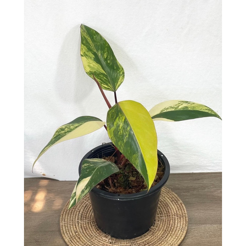 philodendron strawberry shake